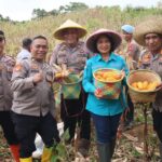 Polres Murung Raya Panen Jagung Serentak Kuartal IV, Dukung Swadembada Pangan Polres Murung Raya Panen Jagung Serentak Kuartal IV, Dukung Swadembada Pangan